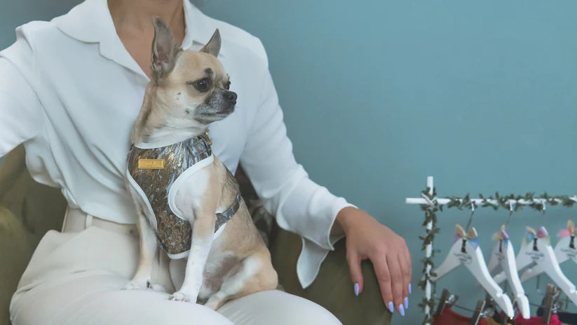 Luxury Occasion Collection- Dog Harness, Collar, Bow, Leash and Poop Bag Holder by Fluffy Tailers