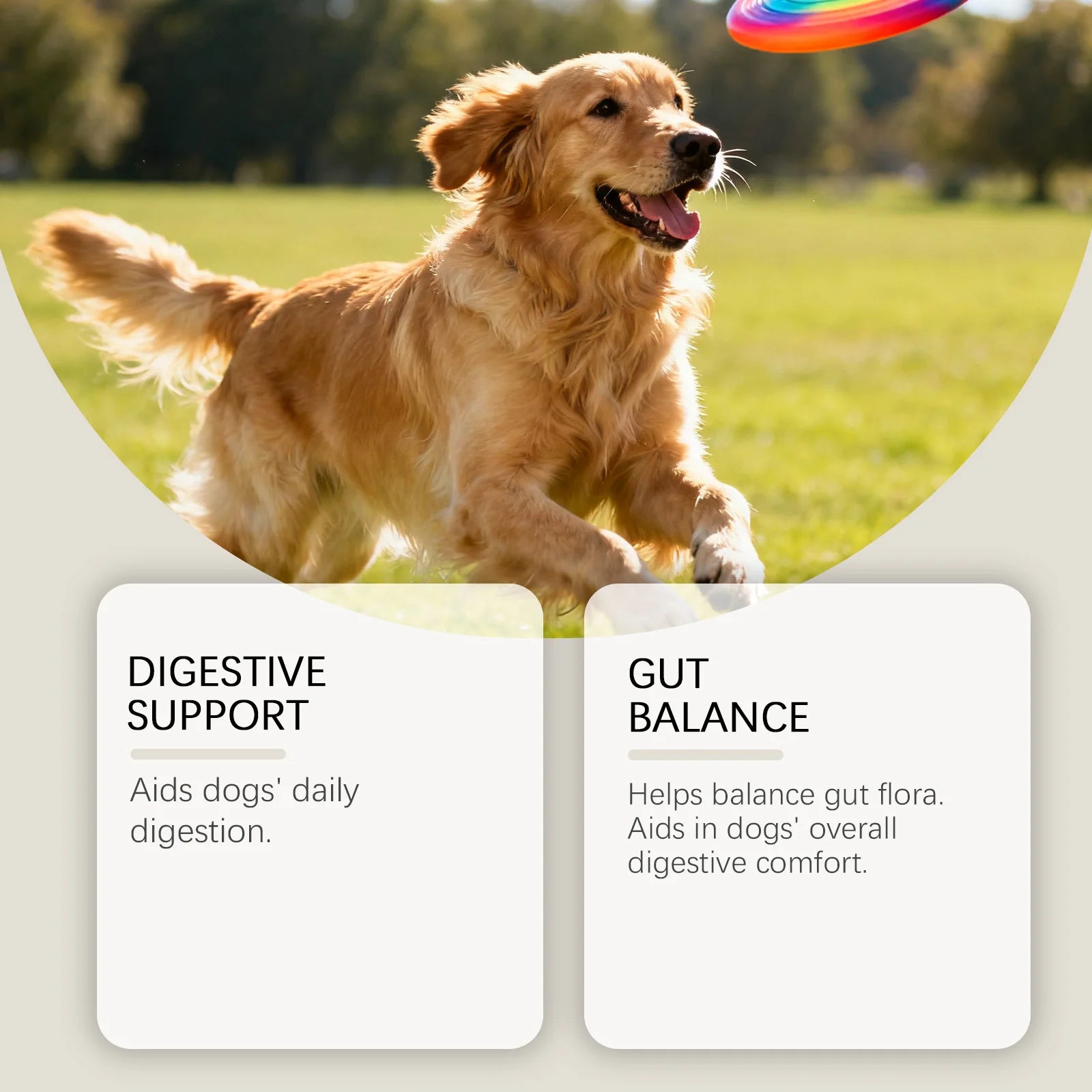 Dog Multivitamin Chews | Daily Immunity & Coat Support Supplement with Turmeric